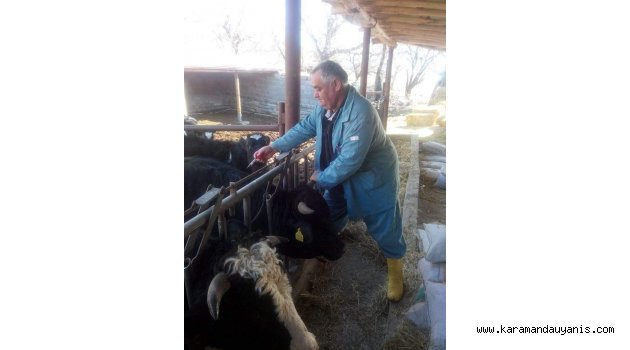 ŞAP AŞILAMA KAMPANYASI TAMAMLANIYOR