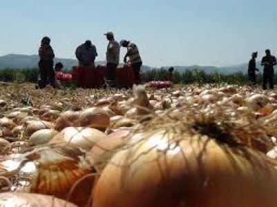 Soğan Hasadı Da Olumsuz Etkilendi