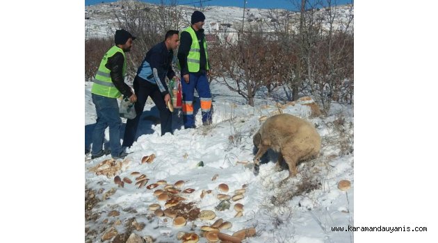 SOKAK HAYVANLARINA YEM DAĞITILDI