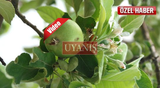 Strese Giren Ağaç Çiçek Açtı