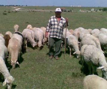Sürü Yöneticisine 5 Bin Tl