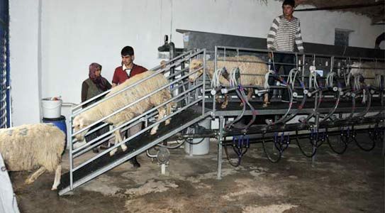 Süt Sağım Platformu Tanıtıldı
