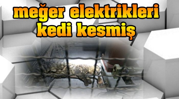 Tarafoya Kedi Girdi