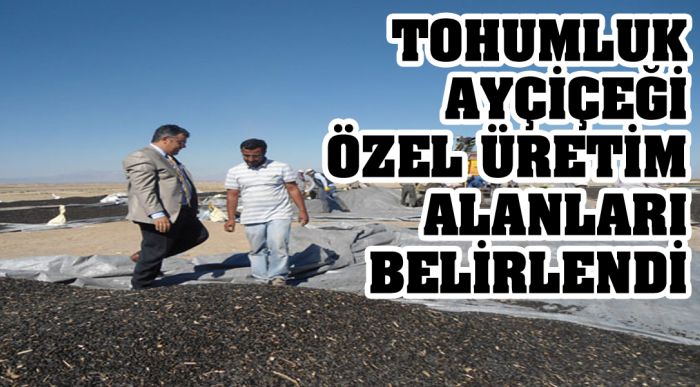 Tohumluk Ayçiçeği Özel Üretim Alanları Belirlendi