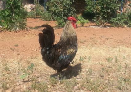 "umarım Bu Konuda Başka Şikayet Olmaz"