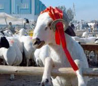 Vekalet Kurban Fiyatları Belli Oldu