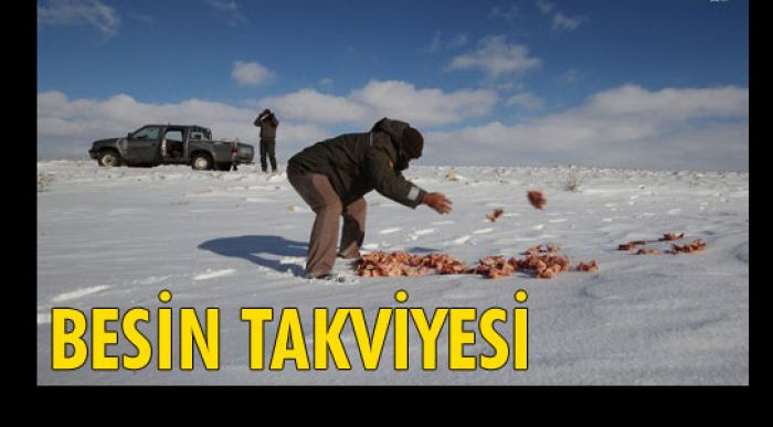 Yaban Hayvanlarına