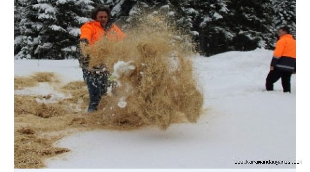 YABANİ HAYVANLARA YEM TAKVİYESİ