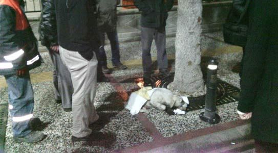 Yaralı Köpeğe Vatandaştan Şefkat Eli