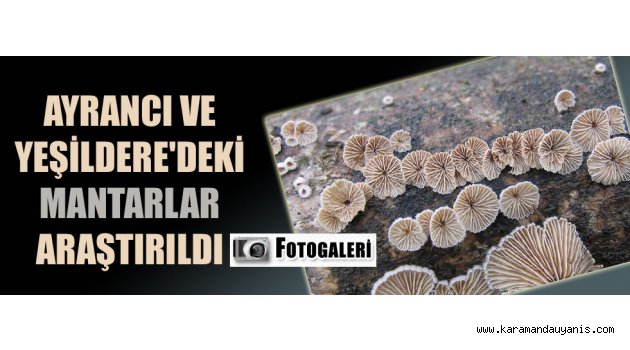 Yetişen Makromantarlar