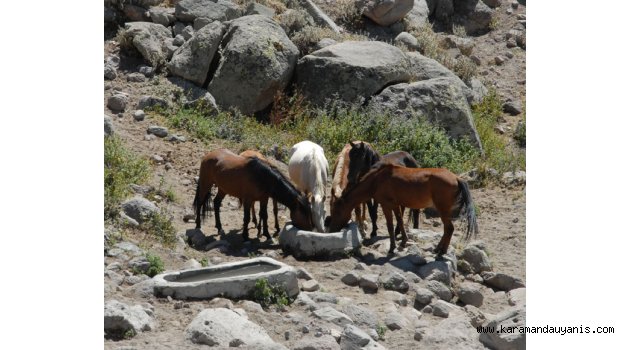 YILKI ATLARI SUSUZ BIRAKILMADI