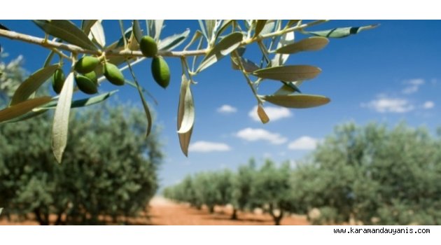 ZEYTİN BAHÇELERİ REHABİLİTASYON DESTEĞİ