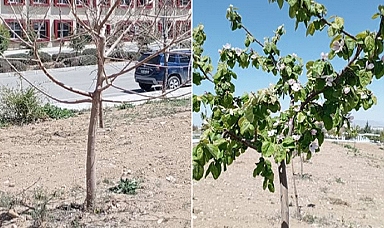 AYVA ÇİÇEK AÇMIŞ…