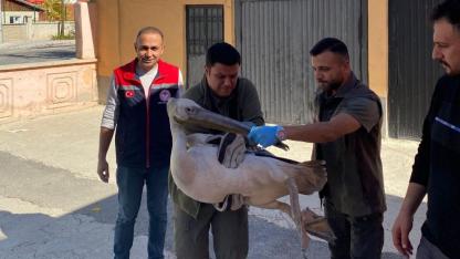 Kanadı Kırık Pelikan Tedavi Edilip Doğaya Salındı
