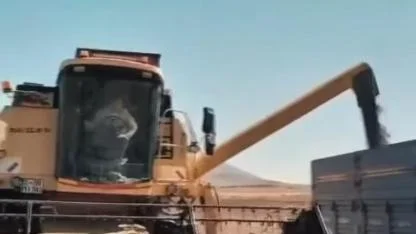 Karaman'da Karabuğday Hasadı Devam Ediyor