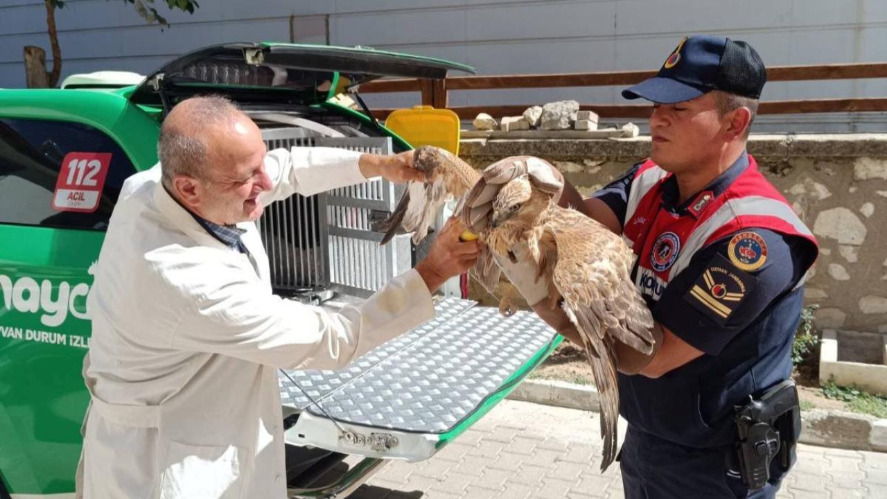 Yaralı Bulunan Kızıl Şahin ve Pelikanlar Tedavi Altına Alındı