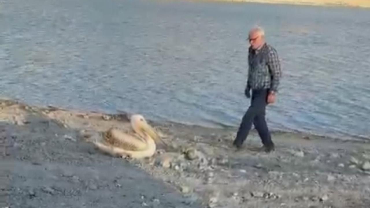 Yaralı Pelikan Duyarlı Vatandaş Sayesinde Kurtarıldı