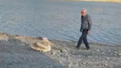 Yaralı Pelikan Duyarlı Vatandaş Sayesinde Kurtarıldı