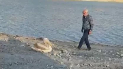 Yaralı Pelikan Duyarlı Vatandaş Sayesinde Kurtarıldı