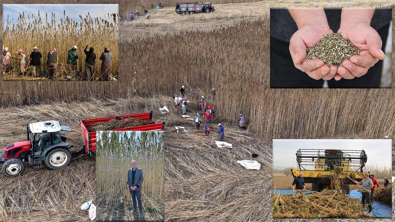 Endüstriyel Kenevirde Üretici Memnun Ama Yatırım Bekliyor