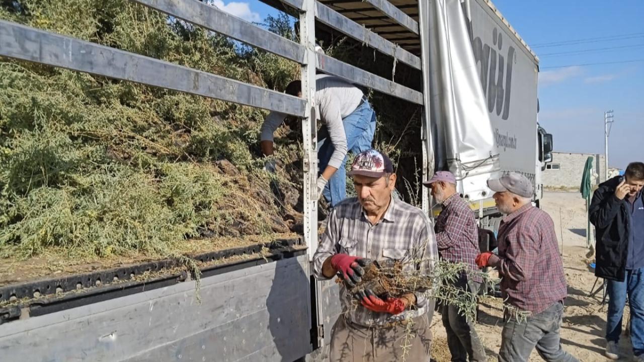 Hamidiye köyünde 1000 dekar mera alanı ıslahına başlandı