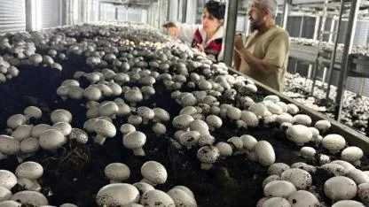 Kazımkarabekir’de Kültür Mantarı Hasadı Yapıldı