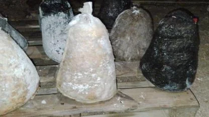 Obruk Peyniri Sezonu Açıldı