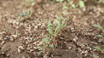 Türkiye Tarımında İlk! Konya Şeker, Pancar Testlerinde Dünya Liginde
