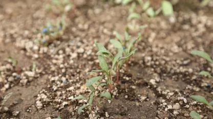 Türkiye Tarımında İlk! Konya Şeker, Pancar Testlerinde Dünya Liginde