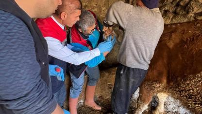 Ayrancı’da Şap Hastalığı ile Mücadele Kapsamında Numune Çalışması Yapıldı