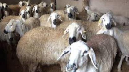 Karaman’da Çiçek Hastalığı Alarmı: Hayvan Pazarları 40 Gün Kapatıldı