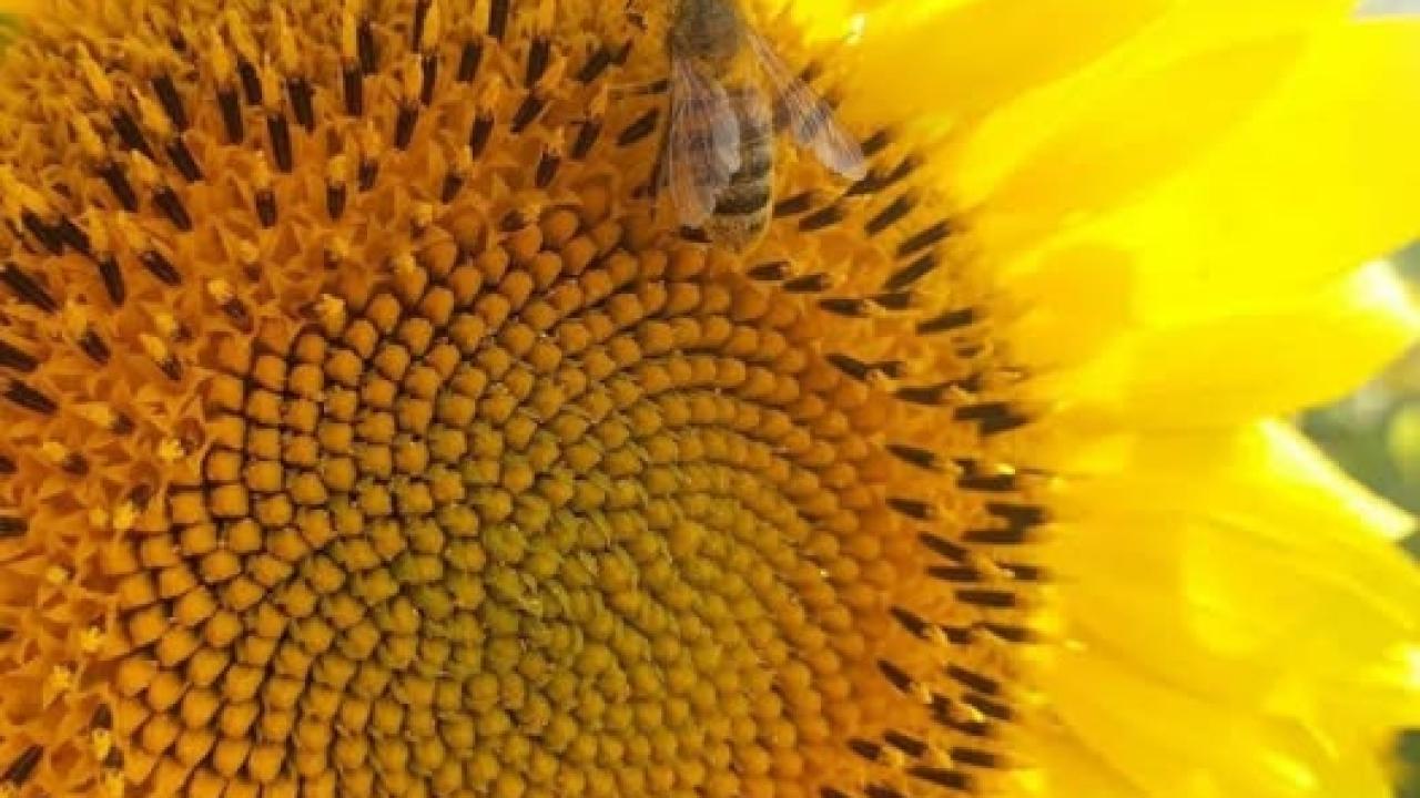 Karaman’da Tohumluk Ayçiçeği Alanlarında Değişiklik: Komisyon Bazı Bölgeleri İptal Etti