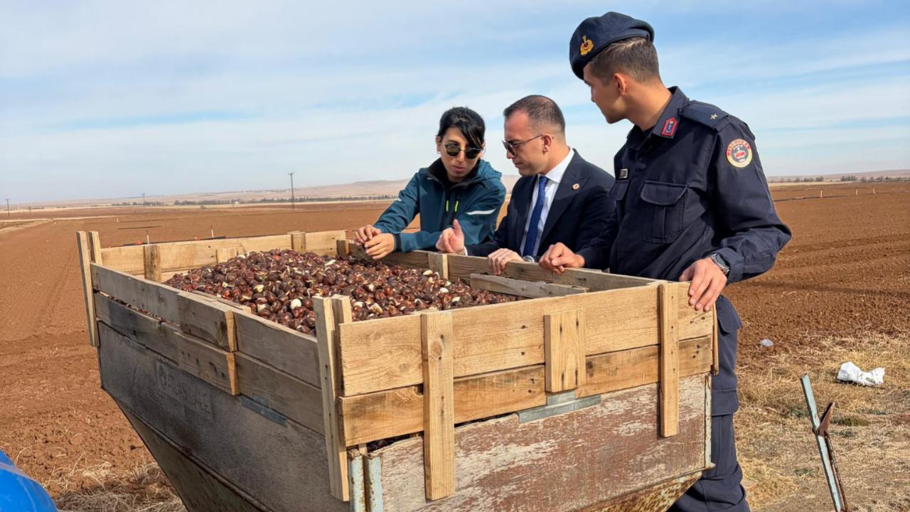 Kazımkarabekir’de Türkiye’nin En Büyük Lale Arazisinde 2026 Sezonu İçin Dikim Başladı