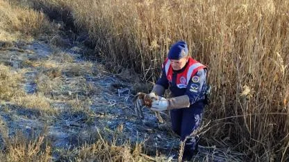 Yaralı Halde Bulunan Kızıl Şahin Tedavi Altına Alındı