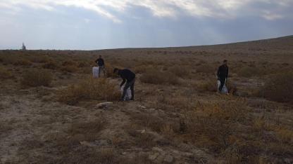 Tuz Çalısı Bitkisinin Gelişim İncelemeleri Yapıldı