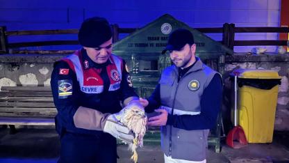 Karaman’da Yaralı Paçalı Şahin Tedavi Altına Alındı