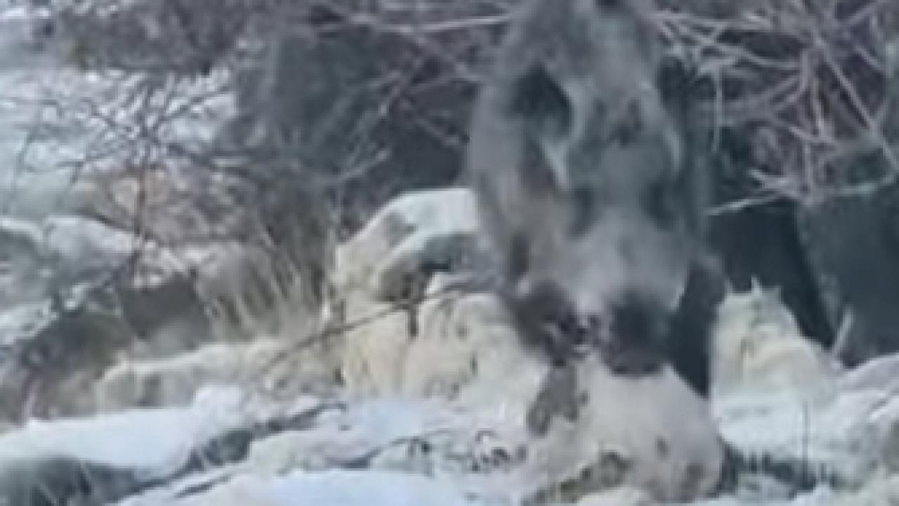 Aç Kalan Yabani Hayvanlar Yerleşim Yerlerine İndi: Kurtlar ve Domuzlar Kamerada