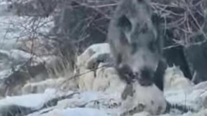 Aç Kalan Yabani Hayvanlar Yerleşim Yerlerine İndi: Kurtlar ve Domuzlar Kamerada