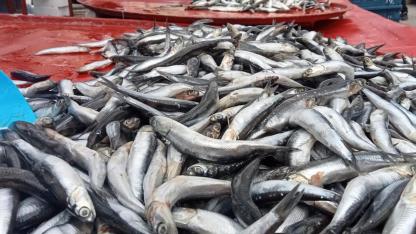 Hamside Bolluk Azaldı, Fiyatı 200 TL’ye Çıktı