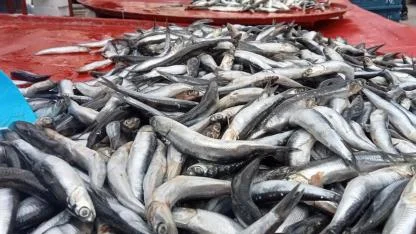 Hamside Bolluk Azaldı, Fiyatı 200 TL’ye Çıktı