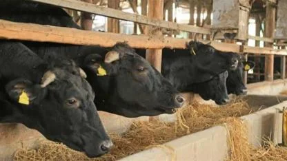 Karaman’da Besilik Hayvan İthalatı Başvuruları 12 Ocak’ta Başlıyor