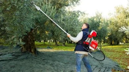 Ermenek’te Zeytincilik Eğitimi Düzenlenecek