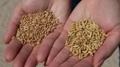 TMO Şubat Ayı Arpa Satışı Başladı