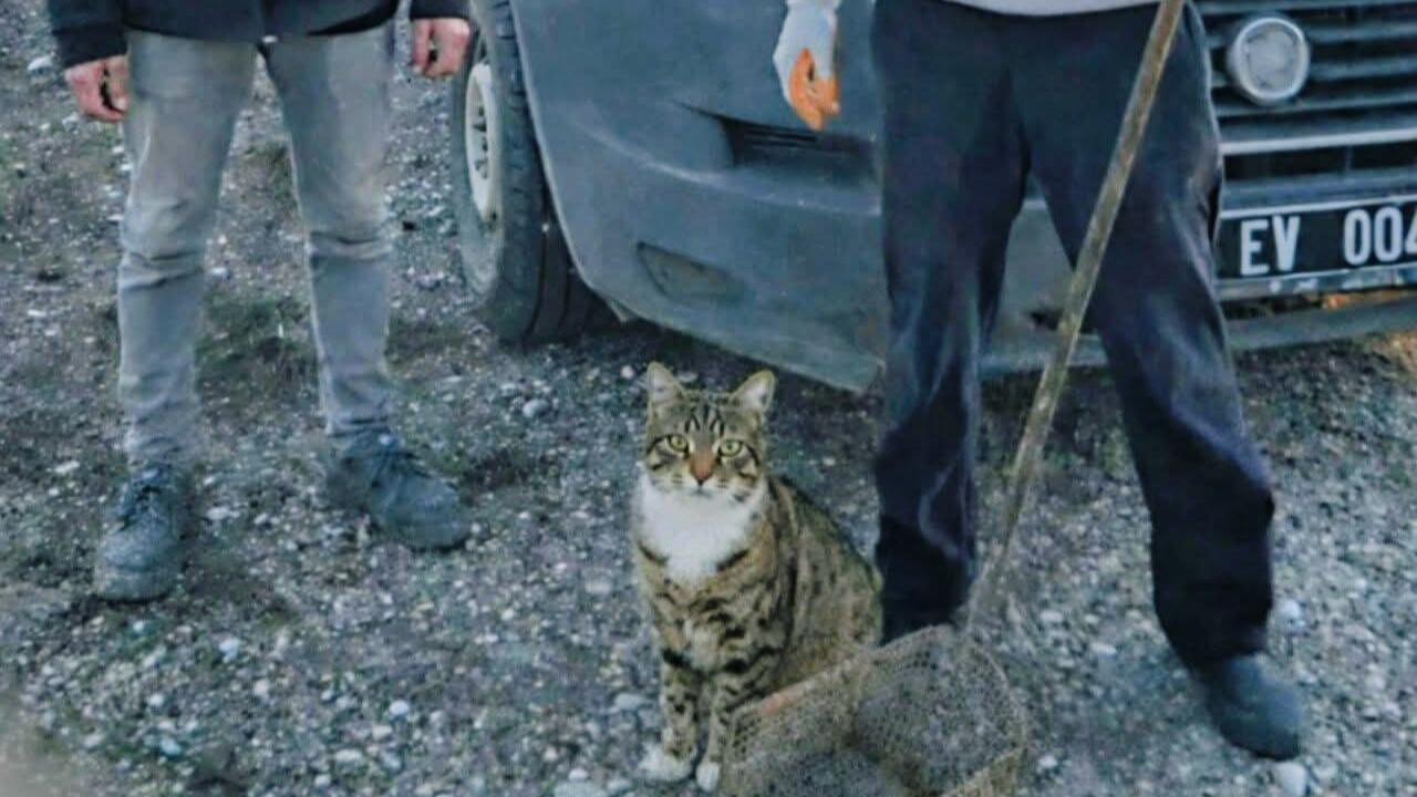 Fosseptik Çukuruna Düşen Kediyi İtfaiye Kurtardı