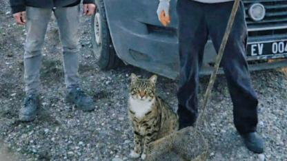 Fosseptik Çukuruna Düşen Kediyi İtfaiye Kurtardı