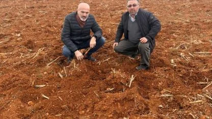 Hububat Tarlalarında Yaban Domuzu Alarmı: Çiftçi Üretimden Kopma Noktasında