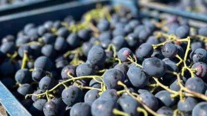 Karaman’da %50 Hibeli Aşılı Alphonse Üzüm Fidanı Desteği Başvuruları Başladı