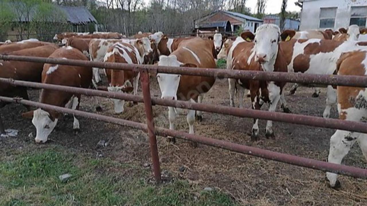 Karaman’da İthal Besilik Dana Alacak İşletmeler Açıklandı