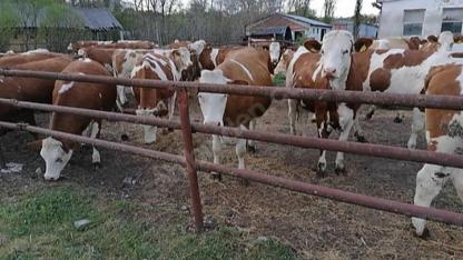 Karaman’da İthal Besilik Dana Alacak İşletmeler Açıklandı