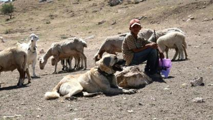 Kırsalda Bereket Projesi ile 150 Bin Küçükbaş Hayvan Dağıtılacak